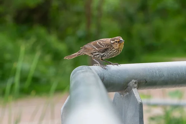 パイプの上に座っている小さな雀の選択的な焦点ショット — ストック写真