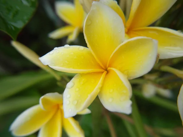 Closeup Shot Beautiful Frangipani Flower Blossom — Φωτογραφία Αρχείου