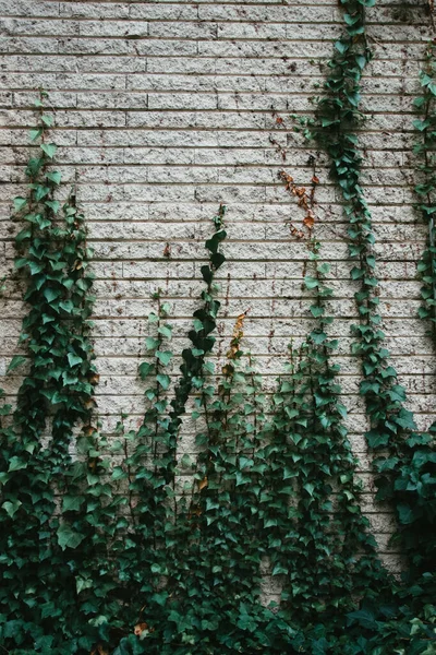 Μια Κάθετη Βολή Από Πέτρινο Τοίχο Φρέσκα Πράσινα Φύλλα — Φωτογραφία Αρχείου
