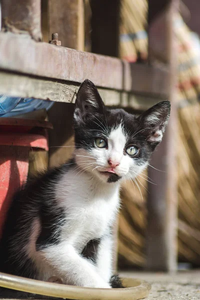 Primer Plano Lindo Gatito Doméstico — Foto de Stock