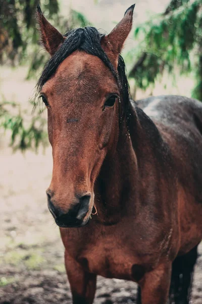 農場の茶色の馬の垂直ショット — ストック写真