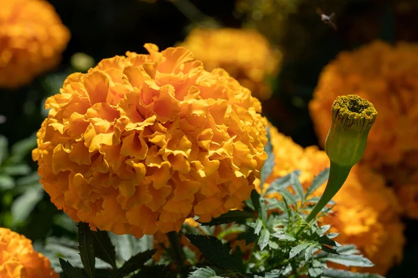 Bahçede Açan Parlak Sarı Tagetes Çiçeklerinin Yakın Çekimi — Stok fotoğraf