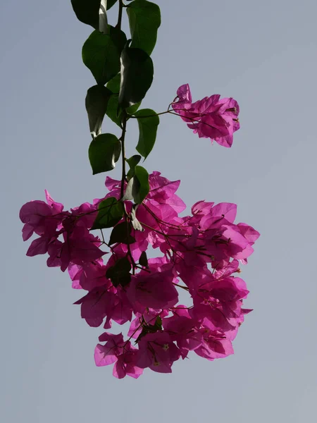 Tiro Vertical Baixo Ângulo Flores Rosa Jardim Durante Dia — Fotografia de Stock