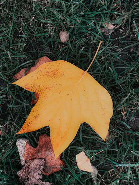 Gros Plan Vertical Feuilles Séchées Sur Sol — Photo