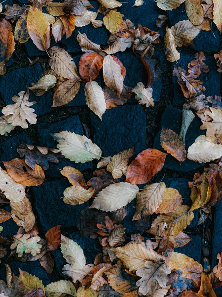 秋の紅葉の絶景が舗装されています — ストック写真