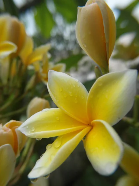 Vertikal Närbild Bild Vackra Frangipani Blomma — Stockfoto