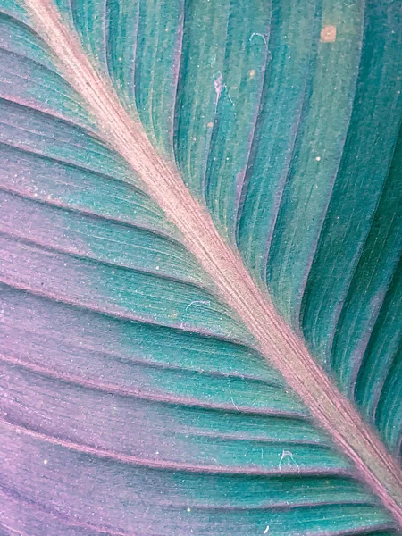 Gros Plan Vertical Feuilles Plantes Dans Forêt — Photo