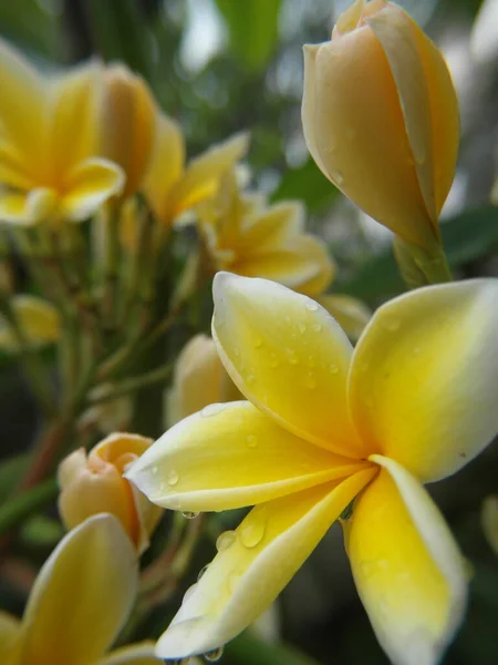 Vertical Closeup Shot Beautiful Frangipani Flower Blossom — Stock Photo, Image