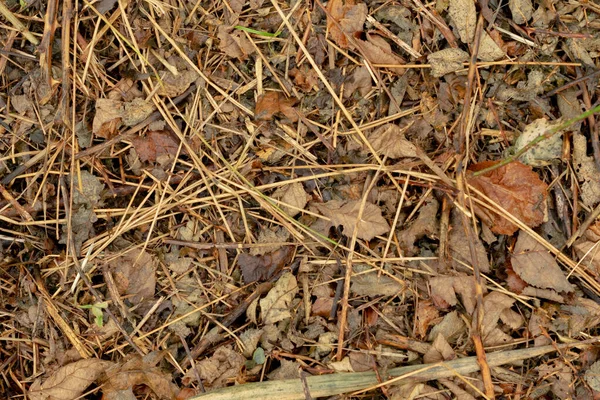 Eine Nahaufnahme Von Ästen Und Blättern Auf Schmutzigem Boden — Stockfoto