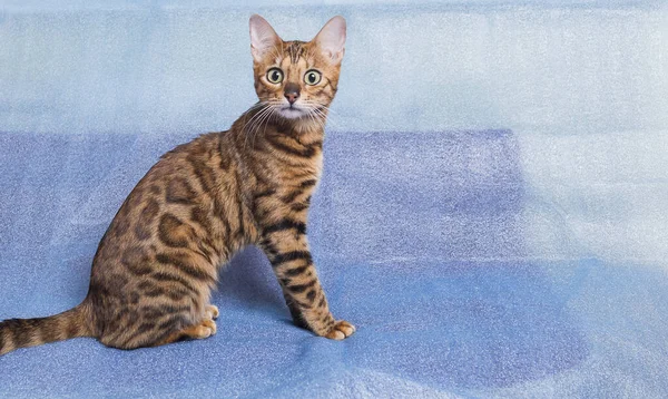 Jong Speels Bengal Kitten Zit Een Blauwe Achtergrond Kijkt Camera — Stockfoto