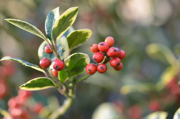 Close Tiro Foco Seletivo Bagas Cotoneaster Vermelhas — Fotografia de Stock