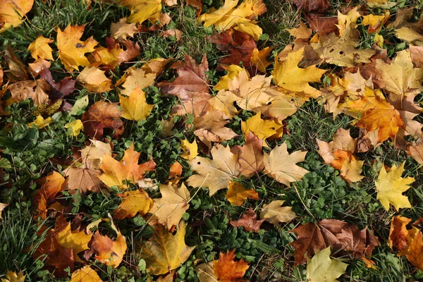 Primo Piano Foglie Acero Trovano Nell Erba Autunno — Foto Stock