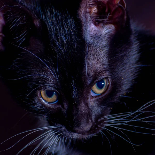 Closeup Shot Black Kitten Green Eyes Looking — Stock Photo, Image