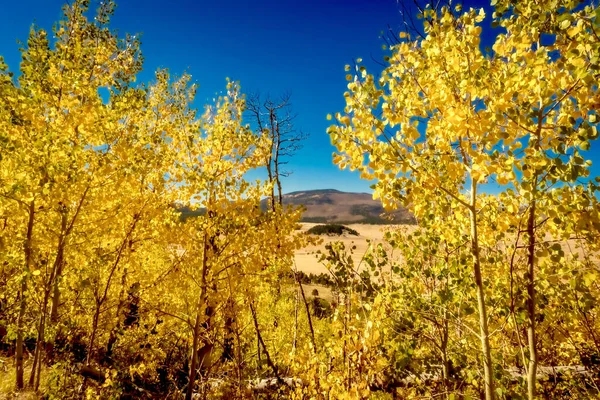 アメリカ ニューメキシコ州にある黄色の木々と青空の美しい秋の風景 — ストック写真