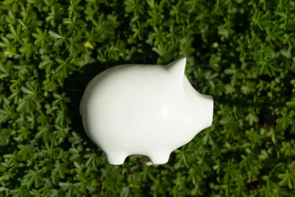 Een Witte Spaarpot Groen Gras Cash Money Concept — Stockfoto
