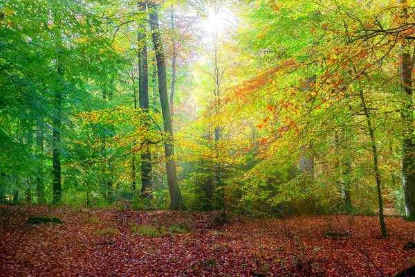 Ein Schöner Blick Auf Die Sonnenstrahlen Die Einem Herbsttag Durch — Stockfoto
