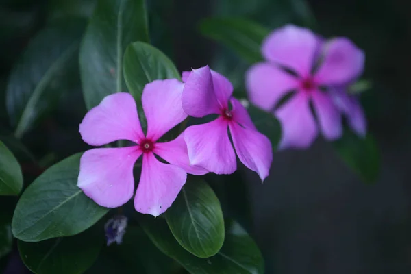 Selektywne Ujęcie Ostrości Pięknych Różowych Kwiatów Catharanthus — Zdjęcie stockowe