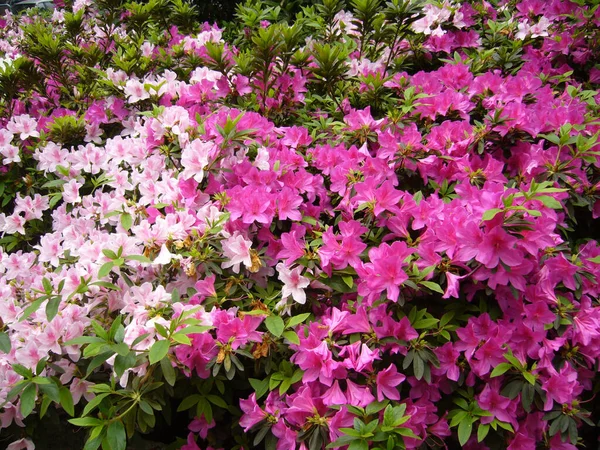 Крупним Планом Квітучі Рожеві Квіти Азалії Саду — стокове фото