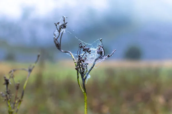 Une Toile Araignée Sur Une Plante Sèche Dans Champ — Photo