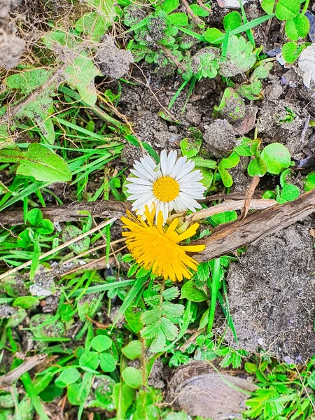 Hermoso Primer Plano Dos Pequeñas Flores Margarita Creciendo Entre Las —  Fotos de Stock