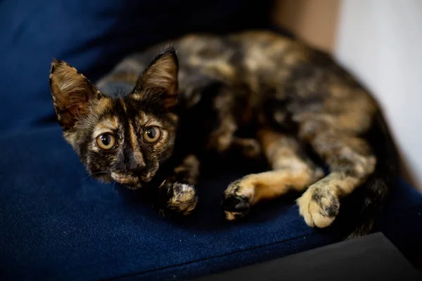Eine Nahaufnahme Einer Niedlichen Braunen Katze Die Auf Einer Couch — Stockfoto