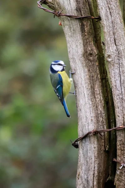 Plan Vertical Petit Oiseau Coloré Perché Sur Arbre — Photo