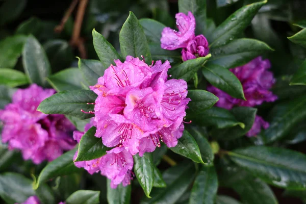 Beautiful Shot Catawba Rosebay Rhododendron Catawbiense Flowers — Stock Photo, Image