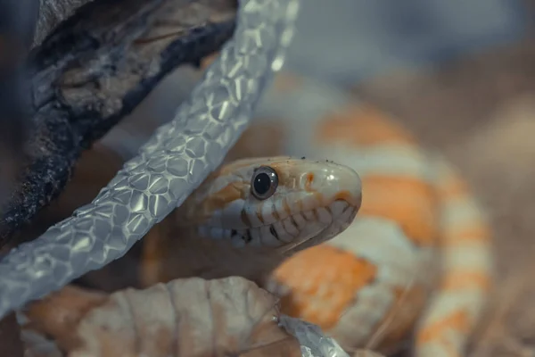 Een Close Shot Van Boa Slang Vergieten Huid — Stockfoto