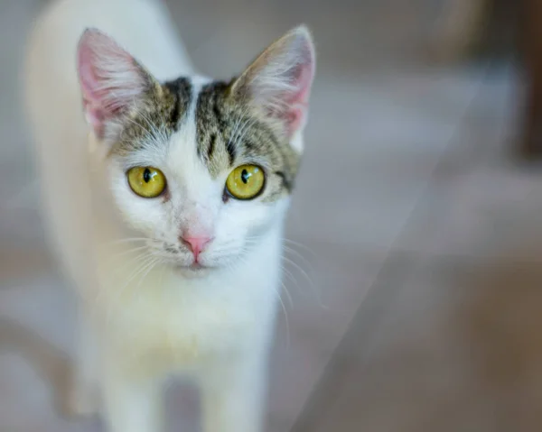 Primer Plano Aspecto Lindo Gato Blanco Gris — Foto de Stock