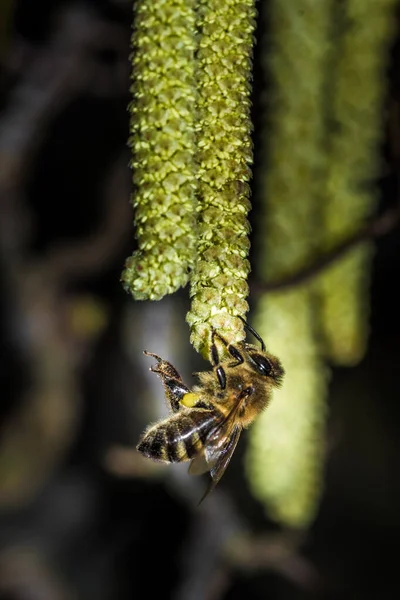 Bulanık Bir Arka Planda Fındık Çiçekli Bir Arı Makro Çekimi — Stok fotoğraf