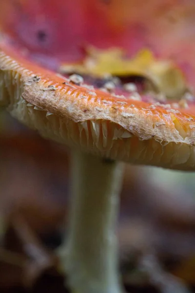 Primo Piano Verticale Berretto Funghi Agarico Mosca — Foto Stock