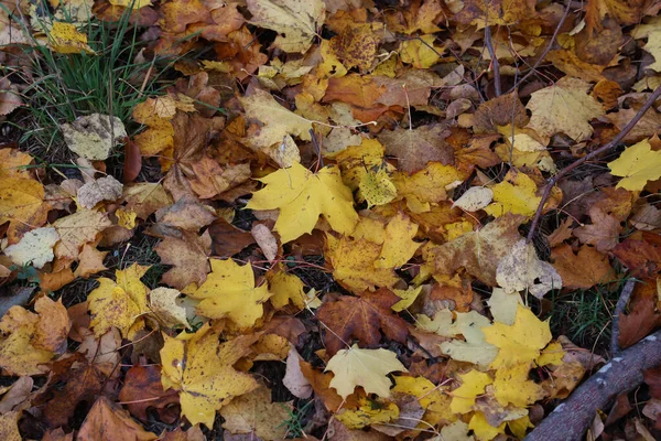 秋に一枚のカエデの葉が草の中にあります — ストック写真