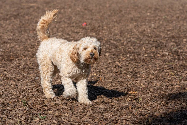 Een Schattig Hondje Dat Rondloopt Het Park — Stockfoto