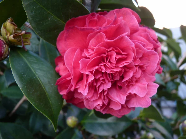 Een Closeup Van Een Rose Camellia Japonica Bloem — Stockfoto