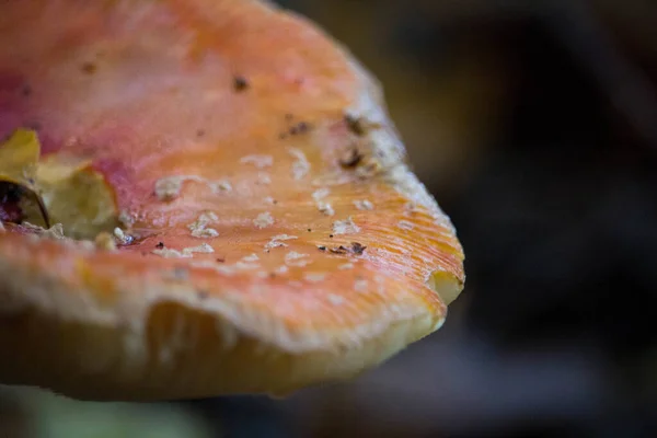 Een Dichtbij Shot Van Een Vlieg Agaric Paddestoelen Dop — Stockfoto