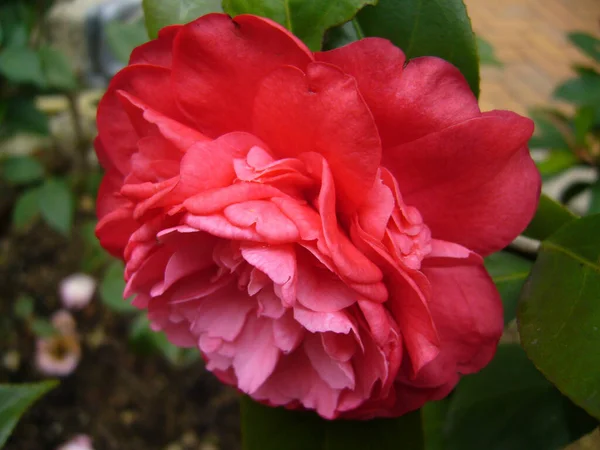 Selektywne Ujęcie Ostrości Pięknego Różowego Kwiatu Kamelii Otoczonego Zielenią — Zdjęcie stockowe