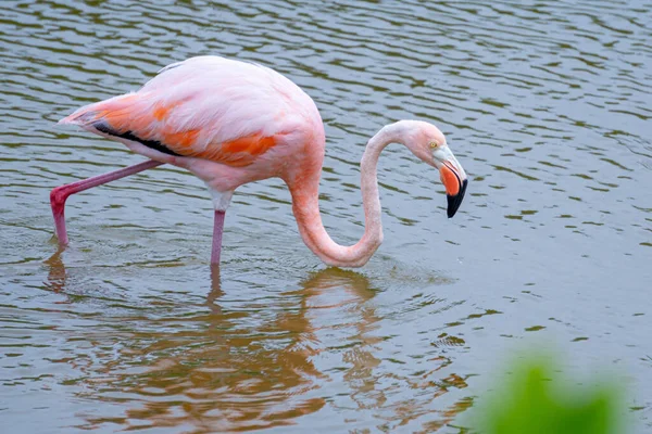 Gros Plan Flamant Rose Marchant Dans Eau — Photo