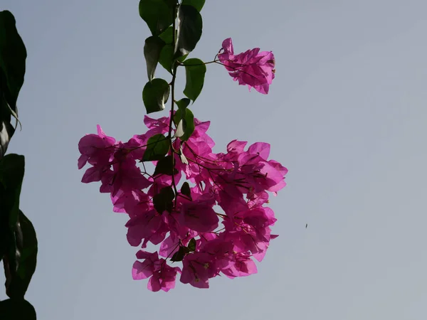 Μια Χαμηλή Γωνία Από Ροζ Λουλούδια Έναν Κήπο Κατά Διάρκεια — Φωτογραφία Αρχείου