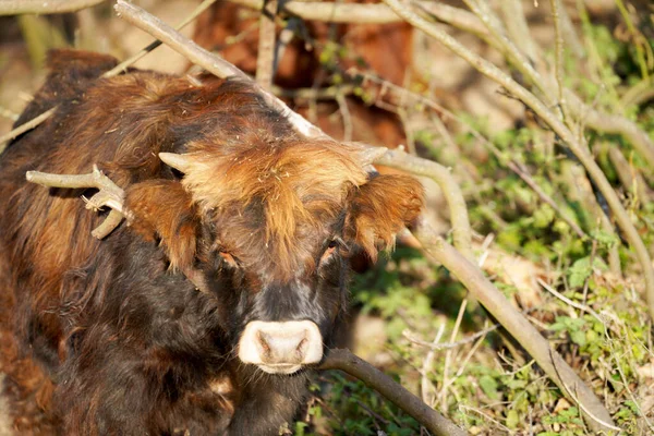 一头奶牛宝宝站在田野里倒下的树枝之间的特写镜头 — 图库照片