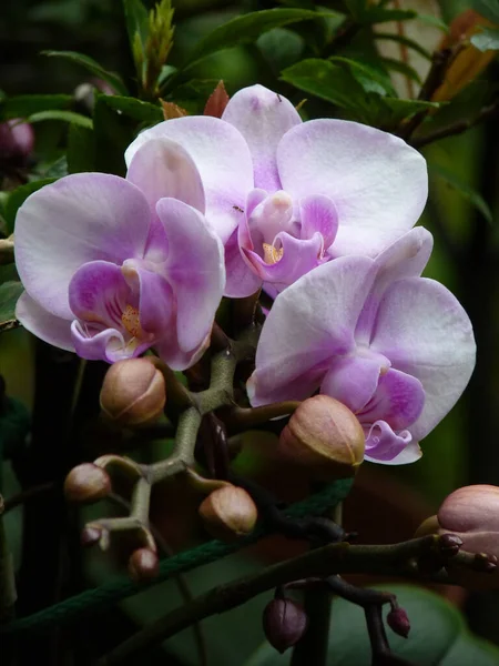 緑の中に咲く蘭の花の垂直ショット — ストック写真