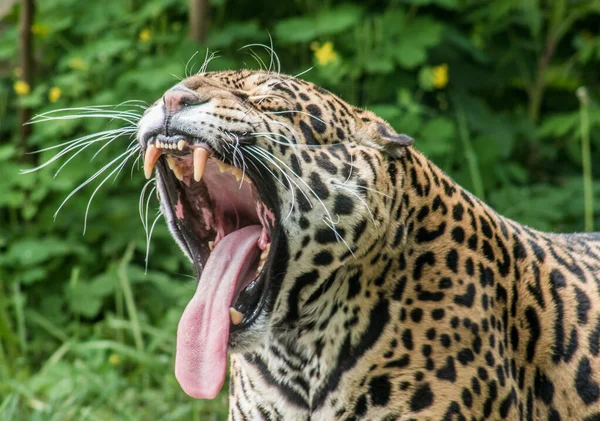 Egy Közelkép Egy Jaguárról Ásítozás Közben — Stock Fotó