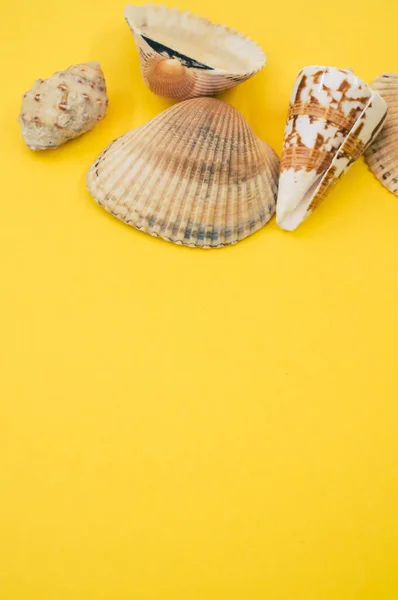 Вертикальный Снимок Ракушек Жёлтой Поверхности — стоковое фото