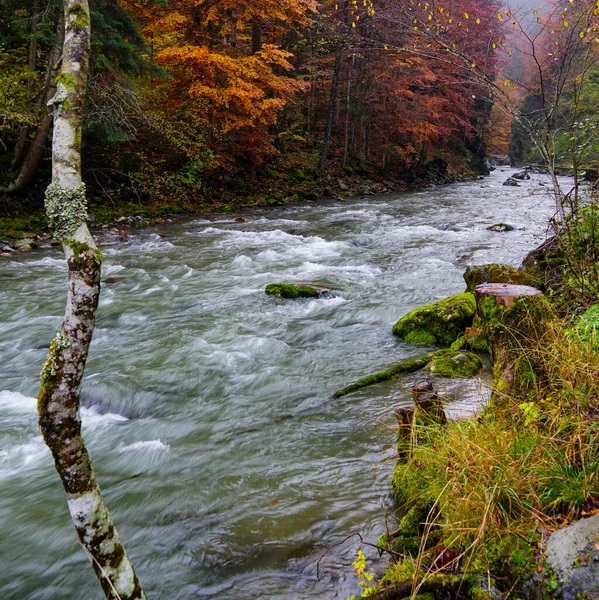 View Rushing River Autumn Forest Breitachklamm — Stock Photo, Image