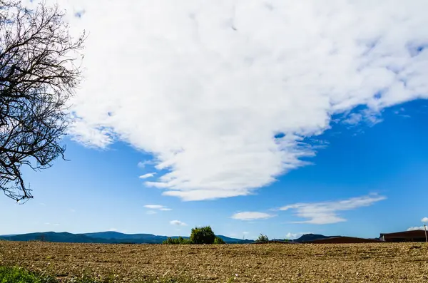 Obrovské Pole Modrou Oblohou Nad Ním Slunečného Dne — Stock fotografie