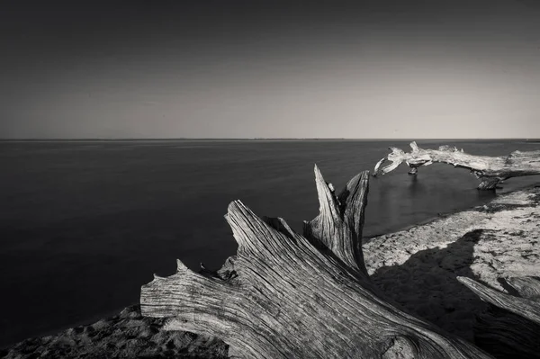 Tiro Escala Grises Árboles Muertos Playa Desierta Paisaje Acuático Tranquilo — Foto de Stock