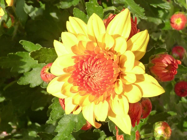 Een Close Van Oranje Gele Dahlia Bloem Bloeien Tuin — Stockfoto