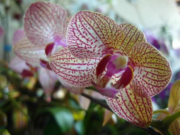 Tiro Seletivo Foco Orchids Bonitos Phalaenopsis — Fotografia de Stock