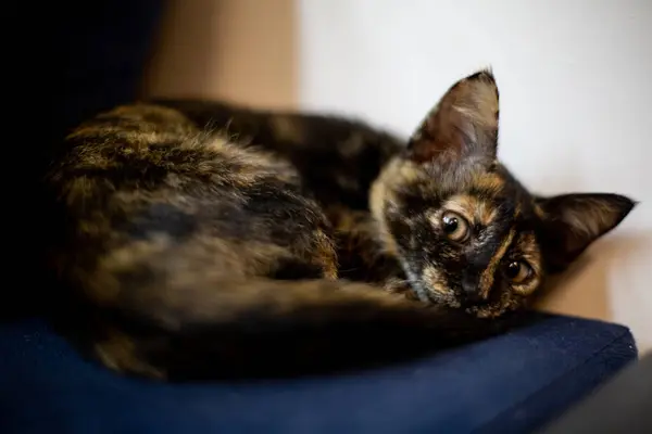 Eine Nahaufnahme Einer Niedlichen Braunen Katze Die Auf Einer Couch — Stockfoto