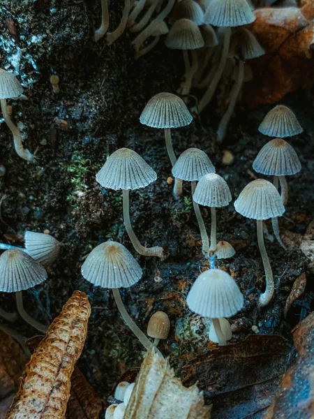 Eine Vertikale Nahaufnahme Kleiner Dünner Pilze Auf Dem Waldboden — Stockfoto