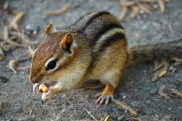 Closeup Shot Chipmunk Ground Zoo — Stock Photo, Image